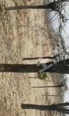 运城盐湖区500亩果园经营权出租