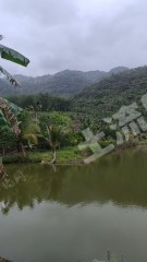 海南万宁市40亩其它林地经营权转让