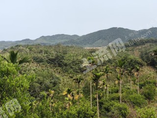海南琼海市300亩其它林地经营权转让