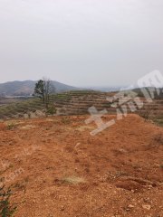 湖南永州2300亩旱地经营权出租