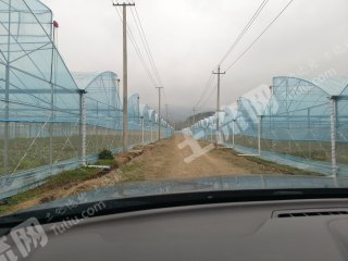 江西赣州120亩连体大棚出租营权出租