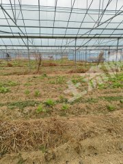 江西赣州30亩连体大棚营权出租
