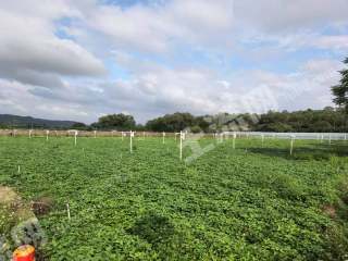 平潭镇120亩蔬菜基地带设备经营权转包