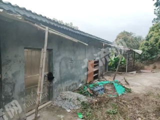惠州镇隆15亩果园带房带棚经营权出租