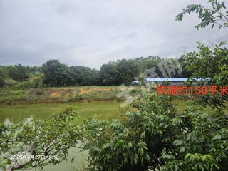 惠東縣多祝鎮(zhèn)15畝果園帶魚塘棚經(jīng)營權(quán)出租