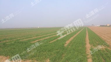 山东潍坊 17亩 水浇地 经营权出租