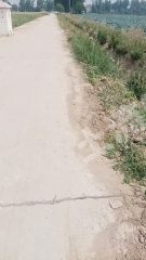 开封祥符区400余亩水浇地经营权出租XX1909