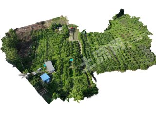 10万急让！大邑近郊14亩成熟桑葚采摘园
