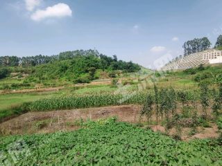 重庆璧山区70亩水浇地经营权出租