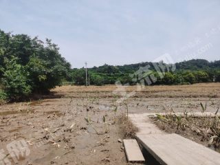 重庆璧山区50亩水田经营权出租