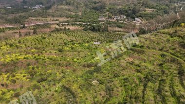 重庆长寿区150亩果园经营权出租