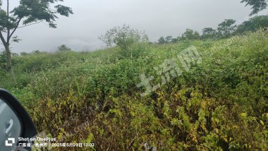 惠州惠城區(qū)200畝水澆地經(jīng)營(yíng)權(quán)出租