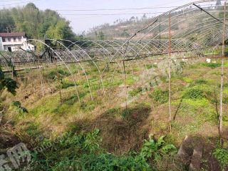 重慶璧山區(qū)31畝水澆地經(jīng)營權(quán)出租