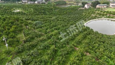 重慶璧山區(qū)200畝果園經(jīng)營權(quán)轉(zhuǎn)讓