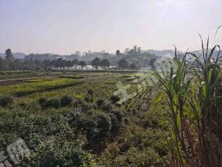 重慶璧山區(qū)48畝水澆地經(jīng)營(yíng)權(quán)出租