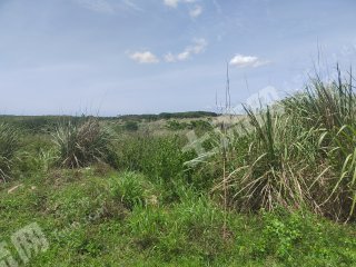 海南儋州280亩旱地经营权出租