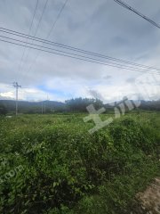 惠东县白盆珠8亩水田可搭好大棚出租