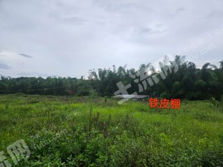 惠东县安墩镇河边60亩水田经营权出租