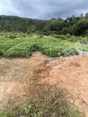 惠州10亩耕地经营权出租