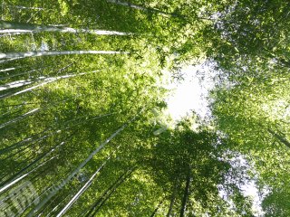 湖州长兴县1500亩竹林山地经营权出租，20年一付，适合做生态农庄等，挖笋，砍伐竹子