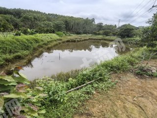 惠州5.5亩鱼塘经营权出租