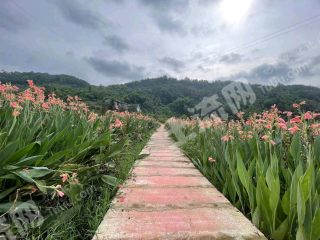 重庆璧山区160平方米农村宅基地使用权出租