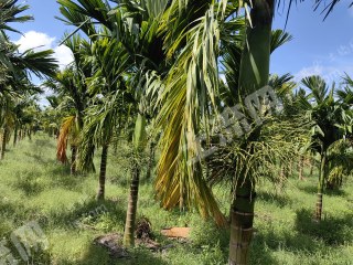 海南定安县120亩其它林地经营权转让