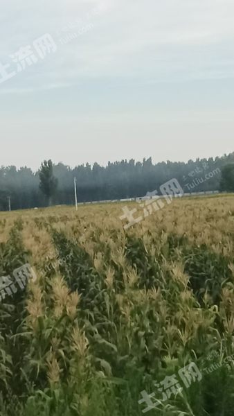 开封祥符区480亩水浇地经营权出租XX1913