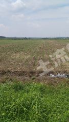 临沂郯城县归义镇100亩水浇地经营权出租