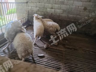 重庆巫山县18亩猪场使用权出租