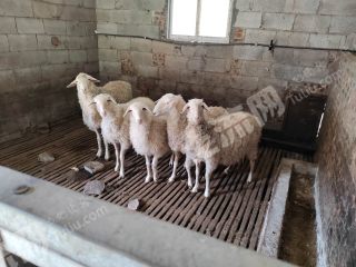 重庆巫山县羊场使用权出租