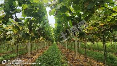 惠州惠阳35亩葡萄园果园转让