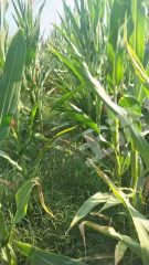 开封祥符区 170亩 水浇地 经营权出租XX1841