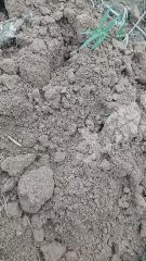 开封祥符区160余亩水浇地经营权出租XX1918