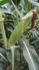 开封祥符区160亩水浇地经营权出租