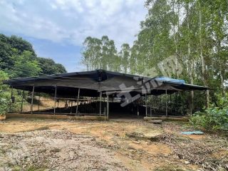 从化区鳌头镇60亩鸡场果园出租