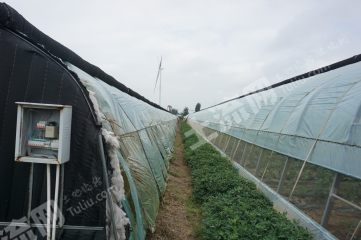 新乡卫辉市50亩新建蔬菜大棚经营权出租XX1921