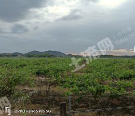 惠城区20亩果园经营权流转