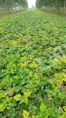 开封杞县100亩其它林地经营权出租