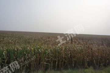 新乡原阳县550亩水浇地经营权出租XX1930