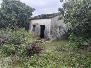 惠州惠东多祝28亩龙眼果园带房出租