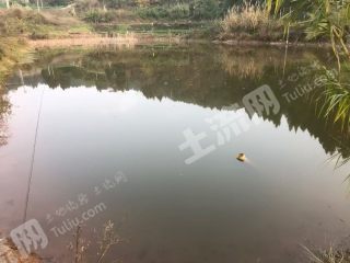 金堂转龙镇附近 140虾塘 经营权出租