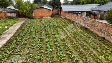 安仁附近琉璃瓦大院+半亩菜地