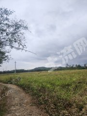 惠东县白花镇130亩河边水田经营权出租