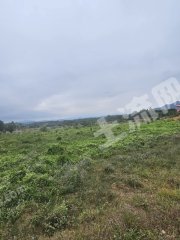 惠州惠东县200亩水田经营权出租