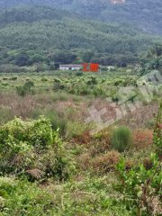 惠东县白花镇400亩水田出租