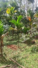 海南万宁市30亩其它林地经营权转让