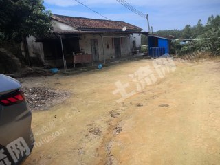 惠州惠东县30亩龙眼果园带房经营权出租