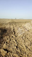 新乡封丘县280亩水浇地经营权出租XX1933