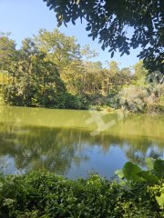 惠东县100亩养殖场带35鱼塘出租